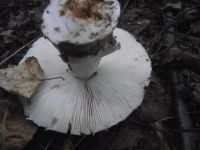 Grauer Wulstling